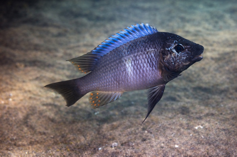 Petrochromis sp. 'texas blue neon' Namansi